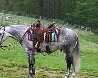 ranch-work-quarter-horse