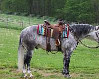 reining-quarter-horse