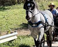 blue-roan-phaoa-stallion