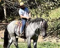 blue-roan-phaoa-horse