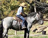 phaoa-percheron-stallion