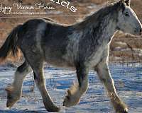 record-gypsy-vanner-horse