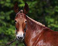 all-around-tennessee-walking-horse