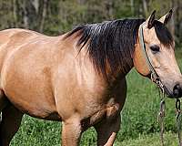 endurance-quarter-horse