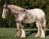 appaloosa-gypsy-vanner-horse