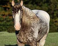 grey-roan-horse