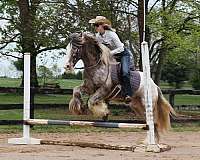ropes-appaloosa-horse