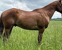 western-quarter-horse