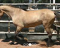 mustang-horse-for-sale