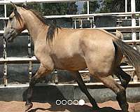 mustang-horse