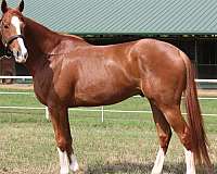 dressage-thoroughbred-horse
