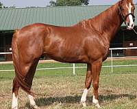 equitation-thoroughbred-horse