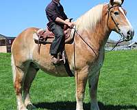 driving-belgian-horse