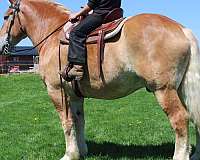 mounted-patrol-belgian-horse