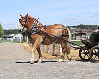 pleasure-driving-belgian-horse