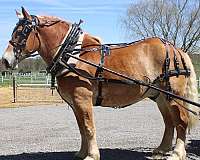 team-driving-belgian-horse