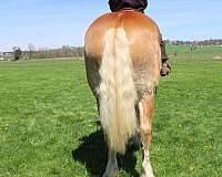 trail-belgian-horse