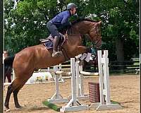 a-hunter-hanoverian-horse