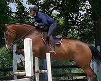 age-hanoverian-horse