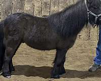 bay-gelding-miniature-horse