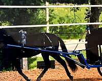 double-registered-miniature-horse