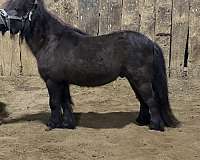 wife-miniature-horse