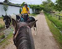 sabino-natural-horsemanship-training-horse