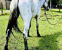 halter-appaloosa-poa-horse