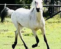 western-pleasure-appaloosa-poa-horse