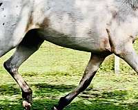 appaloosa-stallion