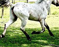 appaloosa-horse-for-sale