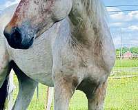 appaloosa-horse