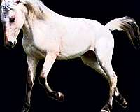 appaloosa