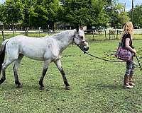 hunter-appaloosa-poa-horse