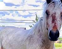 halter-horse