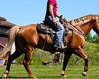 palomino-see-pics-horse