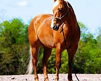 trail-quarter-horse