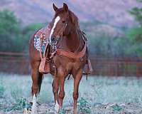 gentle-quarter-horse