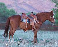 beginner-quarter-horse