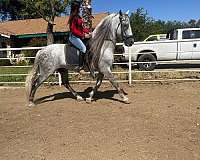 great-trail-andalusian-horse