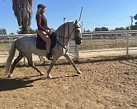 great-trail-horse-andalusian