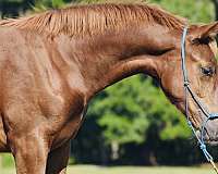 dancing-warmblood-horse