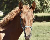 foals-on-the-ground-warmblood-horse