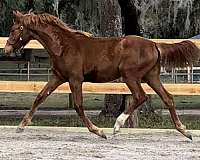 appaloosa-warmblood-horse