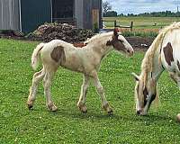 homozygous-tobiano-gypsy-vanner-horse
