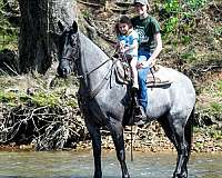 western-dressage-horse-tennessee-walking