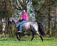 smooth-gaited-horse-gelding