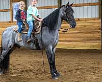 all-tennessee-walking-horse
