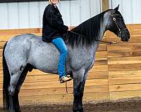 all-around-tennessee-walking-horse