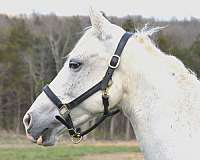 grey-see-pics-horse